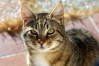 ISENVO FPV Ag/FCoV Ag/Giardia Ag 3-in-1 Combo Rapid Test Kit: Keeping Your Cats & Kittens Healthy at Home