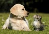 Giardiasis in Cats and Dogs: Risks and Prevention