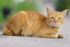 Understanding Feline Calicivirus (FCV): Symptoms, Prevention, and the Importance of Early Detection