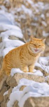 How to provide the most suitable wintering method for cats?