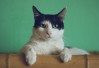 Feline Calicivirus (FCV): What Cat Owners Should Know About This Common Respiratory Virus