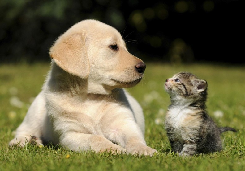 Giardiasis in Cats and Dogs: Risks and Prevention