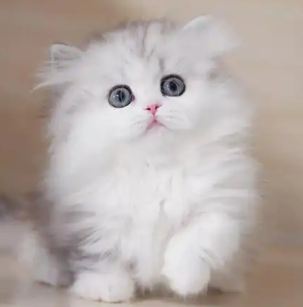 The leisurely and regular daily life of pet cats 