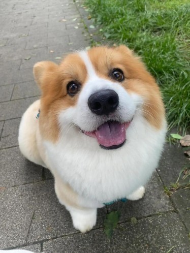 Key precautions for dog care during the Spring Festival