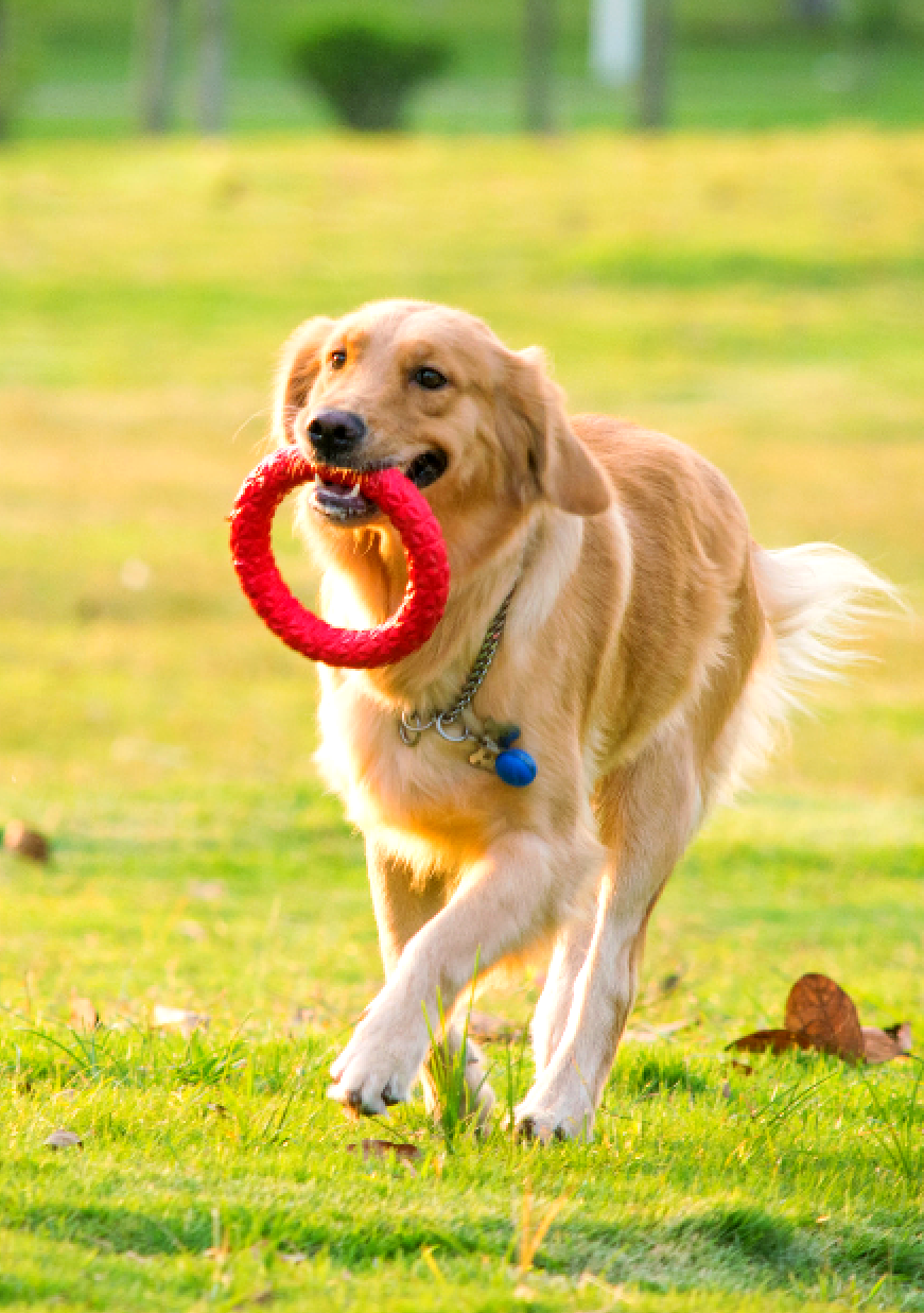 Isenvo Campylobacter antigen detection kit (CAMPY Ag) --Rapid, precise, and efficient！