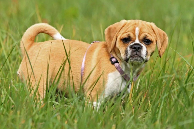 Knowing the causes and prevention methods of Lyme disease (Lyme) in dogs ensures them a healthy and happy life.