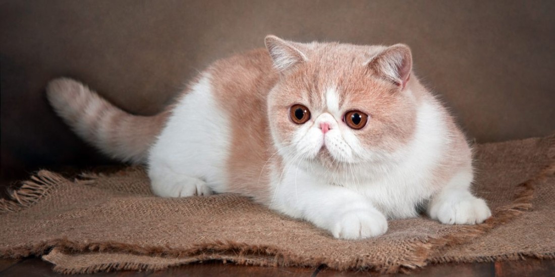 What Cat Owners Should Know About Feline Leukemia Virus (FeLV) and At-Home Testing