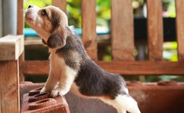 The canine pregnancy relaxin antigen reagent has multiple practical advantages in dog breeding management