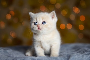 Understanding Feline Herpesvirus (FHV-1): Early Detection at Home With Rapid Testing