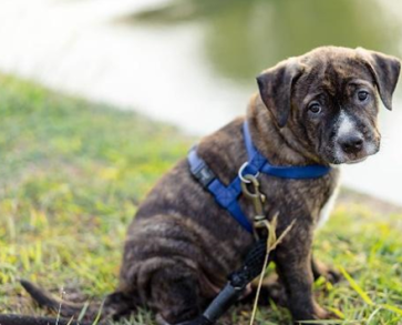  6 pet hygiene precautions+4 hidden dangers prevention, protecting both you and your furry child's health (Section One)