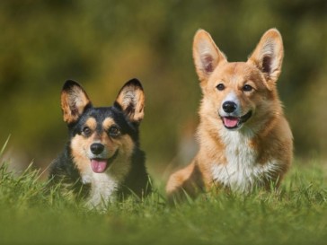 What to Do When Your Dog Goes Missing? 5 Practical Ways to Bring Your Pet Home