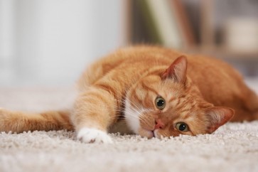 The Importance of Early Detection for Feline Immunodeficiency Virus (FIV) in Cats