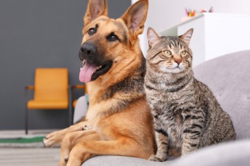 Protect Your Pet from Giardia: How the ISENVO GIA Antigen Rapid Test Kit Can Help