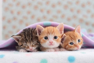 Understanding Feline Immunodeficiency Virus (FIV) and Feline Leukemia Virus (FeLV): What Every Cat Owner Should Know