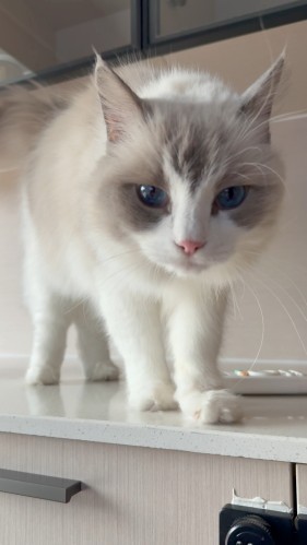 Six pet hygiene precautions+four hidden dangers prevention, protecting both you and your furry child's health (Section Three)