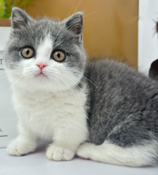 Diseases that cats are prone to in winter