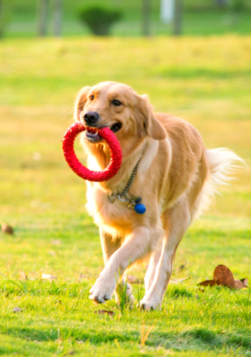 Isenvo Campylobacter antigen detection kit (CAMPY Ag) --Rapid, precise, and efficient！