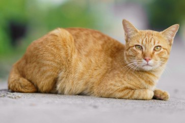 Understanding Feline Calicivirus (FCV): Symptoms, Prevention, and the Importance of Early Detection