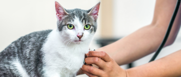 FCV (Feline Calicivirus): Early Symptoms and Scientific Prevention Guide