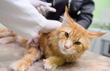 The Importance of Early Screening: The Long-Term Impact of FIV and FeLV on Feline Health