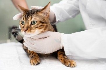 FPV Virus: Understanding Feline Panleukopenia and the Importance of Early Detection