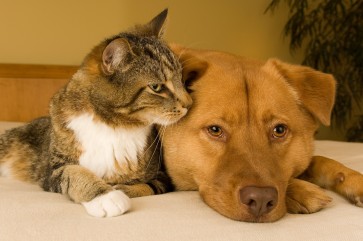 Joint & Skin Health in Pets: A Science-Backed Guide for Caring Owners