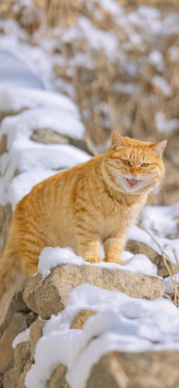 How to provide the most suitable wintering method for cats?
