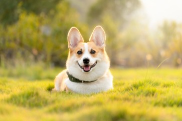 Understanding Canine Coronavirus (CCV) and the Importance of Rapid Home Testing