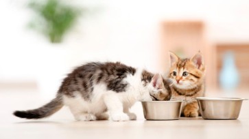 Smart Pet Feeder: A Health Management Solution for Multi-Pet Households