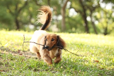 Complete Guide to Dog and Cat Coat Care: How to Give Your Pets Healthy, Shiny Fur