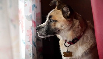 What to Do If Your Pet Gets Lost? How a Microchip Scanner Enhances Pet Safety