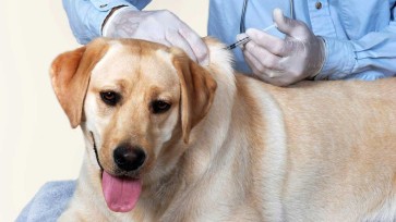 Canine Distemper Virus (CDV): Prevention & Early Detection Guide