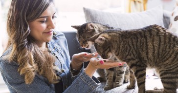 Smarter Feeding, Healthier Cats: How RFID Cat Feeders Support Pet Wellness in Multi-Pet Homes