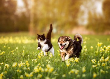 Understanding Giardia Infection in Dogs and Cats: Symptoms, Transmission, and How to Test at Home