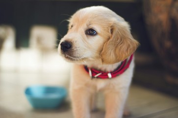 CPV, CCV, and Giardia in Dogs: Understanding Common Canine Intestinal Infections