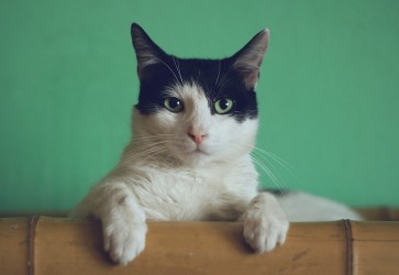 Feline Calicivirus (FCV): What Cat Owners Should Know About This Common Respiratory Virus