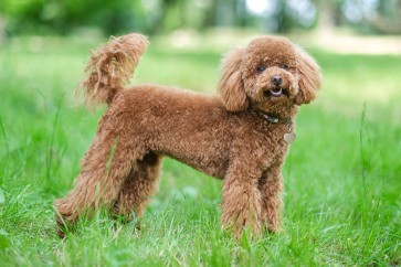 What You Need to Know About Canine Coronavirus and How to Spot It Early