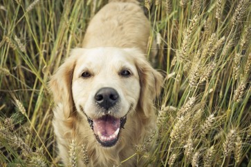 Understanding CPV and CDV: Early Detection and Prevention for Your Dog's Health