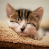 Daily Cat Care Guide: Keep Your Feline Healthy and Happy 