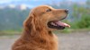 Rapid and Reliable Home Detection for Canine Parvovirus and Distemper Virus