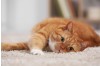 The Importance of Early Detection for Feline Immunodeficiency Virus (FIV) in Cats