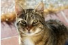ISENVO FPV Ag/FCoV Ag/Giardia Ag 3-in-1 Combo Rapid Test Kit: Keeping Your Cats & Kittens Healthy at Home