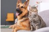 Protect Your Pet from Giardia: How the ISENVO GIA Antigen Rapid Test Kit Can Help
