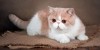 What Cat Owners Should Know About Feline Leukemia Virus (FeLV) and At-Home Testing