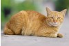 Understanding Feline Calicivirus (FCV): Symptoms, Prevention, and the Importance of Early Detection