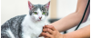 FCV (Feline Calicivirus): Early Symptoms and Scientific Prevention Guide