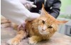 The Importance of Early Screening: The Long-Term Impact of FIV and FeLV on Feline Health