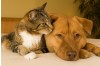 Joint & Skin Health in Pets: A Science-Backed Guide for Caring Owners