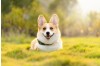 Understanding Canine Coronavirus (CCV) and the Importance of Rapid Home Testing