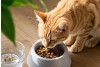 A Complete Guide to Cat Diet Care: Create a Healthy Diet Plan